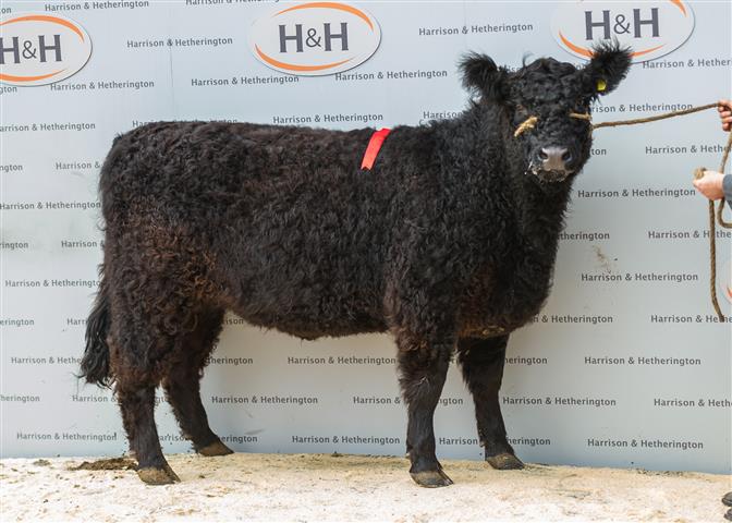 Galloway female champion lot 35  sold for 2600 gns